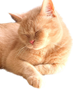 ー夏休みのお知らせー