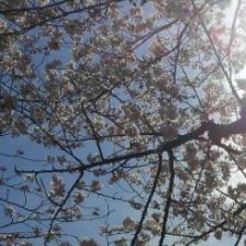 明日は一人お花見?!