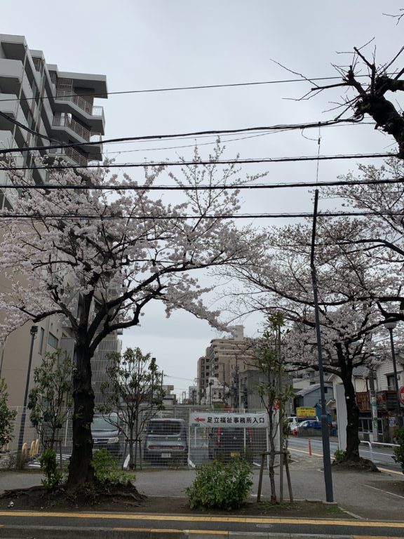 桜満開〜