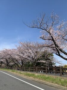 桜満開〜